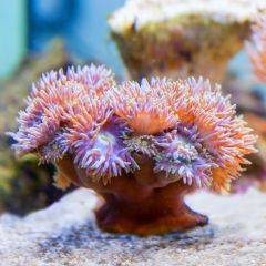 140617 J morska produkty 0128