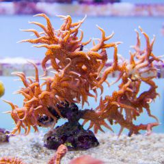 140617 J morska produkty 0170