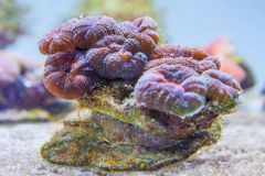 140617 J morska produkty 0108