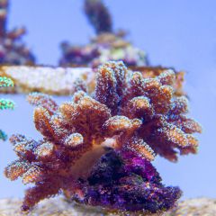 140617 J morska produkty 0218