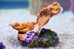 140617 J morska produkty 0143