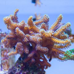 140617 J morska produkty 0215