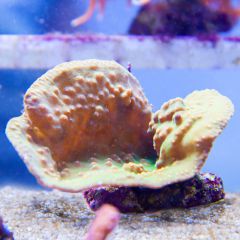 140617 J morska produkty 0185