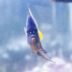 140617 J morska produkty 0329