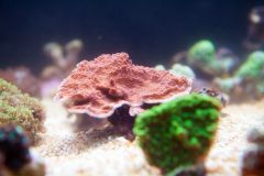 140617 J morska produkty 0355