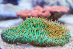 140617 J morska produkty 0283