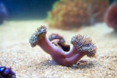 140617 J morska produkty 0319