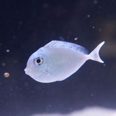 140617 J morska produkty 0380