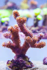 140617 J morska produkty 0182