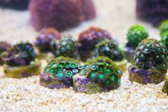 140617 J morska produkty 0292