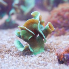 140617 J morska produkty 0327