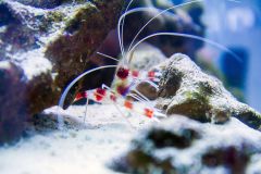 Ryby i koralowce w JadwigaMorska