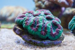 140617 J morska produkty 0081