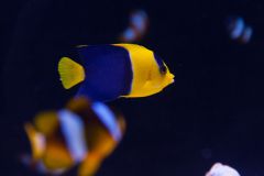 140617 J morska produkty 0445