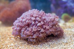 140617 J morska produkty 0316