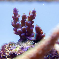 140617 J morska produkty 0223