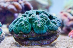 140617 J morska produkty 0084