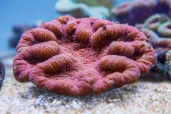 140617 J morska produkty 0102