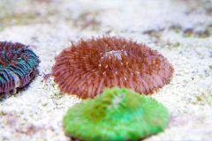 140617 J morska produkty 0276