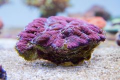 140617 J morska produkty 0093