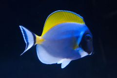 140617 J morska produkty 0459