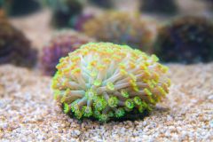 140617 J morska produkty 0310