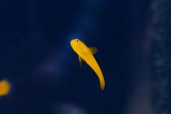 140617 J morska produkty 0468