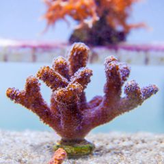 140617 J morska produkty 0173