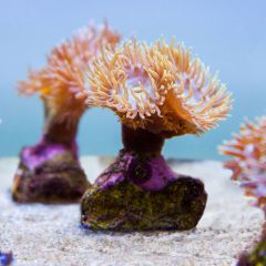 140617 J morska produkty 0121