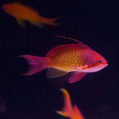 140617 J morska produkty 0410