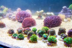 140617 J morska produkty 0322