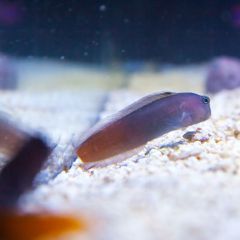 140617 J morska produkty 0396