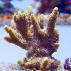 140617 J morska produkty 0220