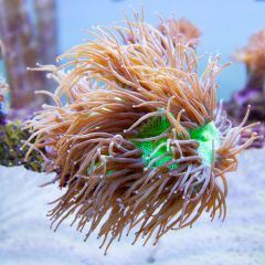 140617 J morska produkty 0118