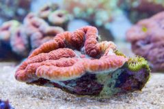 140617 J morska produkty 0087