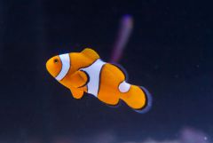 140617 J morska produkty 0418