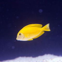 140617 J morska produkty 0386