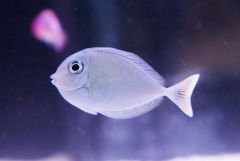 140617 J morska produkty 0414