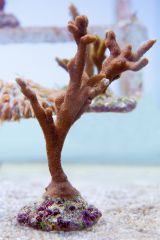 140617 J morska produkty 0206