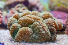 140617 J morska produkty 0104