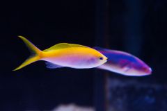 140617 J morska produkty 0486