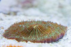 140617 J morska produkty 0555