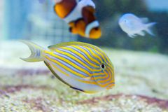 140617 J morska produkty 0263