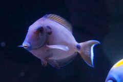 140617 J morska produkty 0500