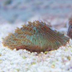 140617 J morska produkty 0272