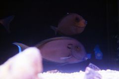 140617 J morska produkty 0504