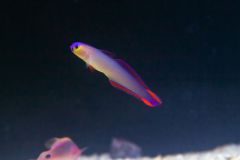 140617 J morska produkty 0422