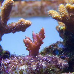 140617 J morska produkty 0226