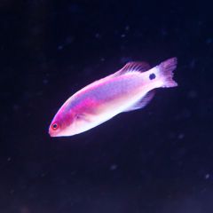 140617 J morska produkty 0404