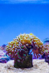 140617 J morska produkty 0123